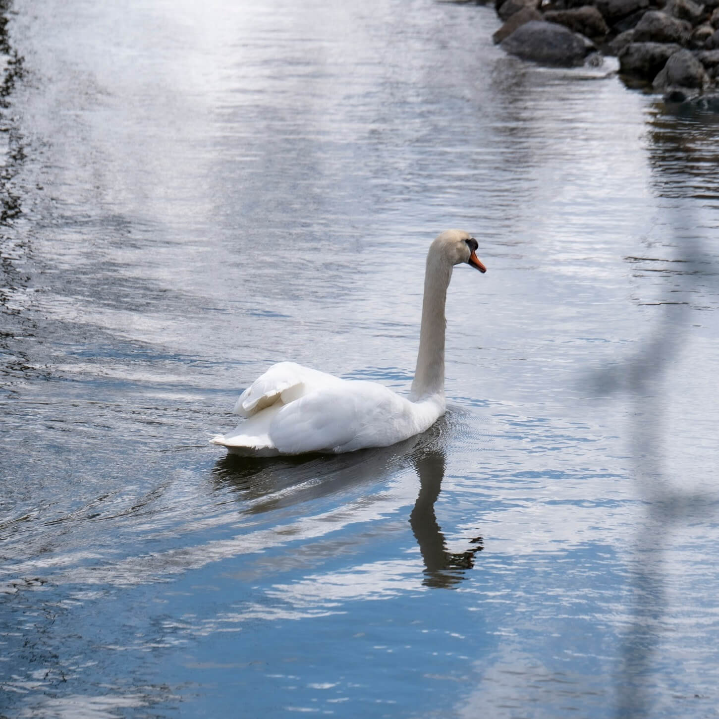 swan swimming in the pond
