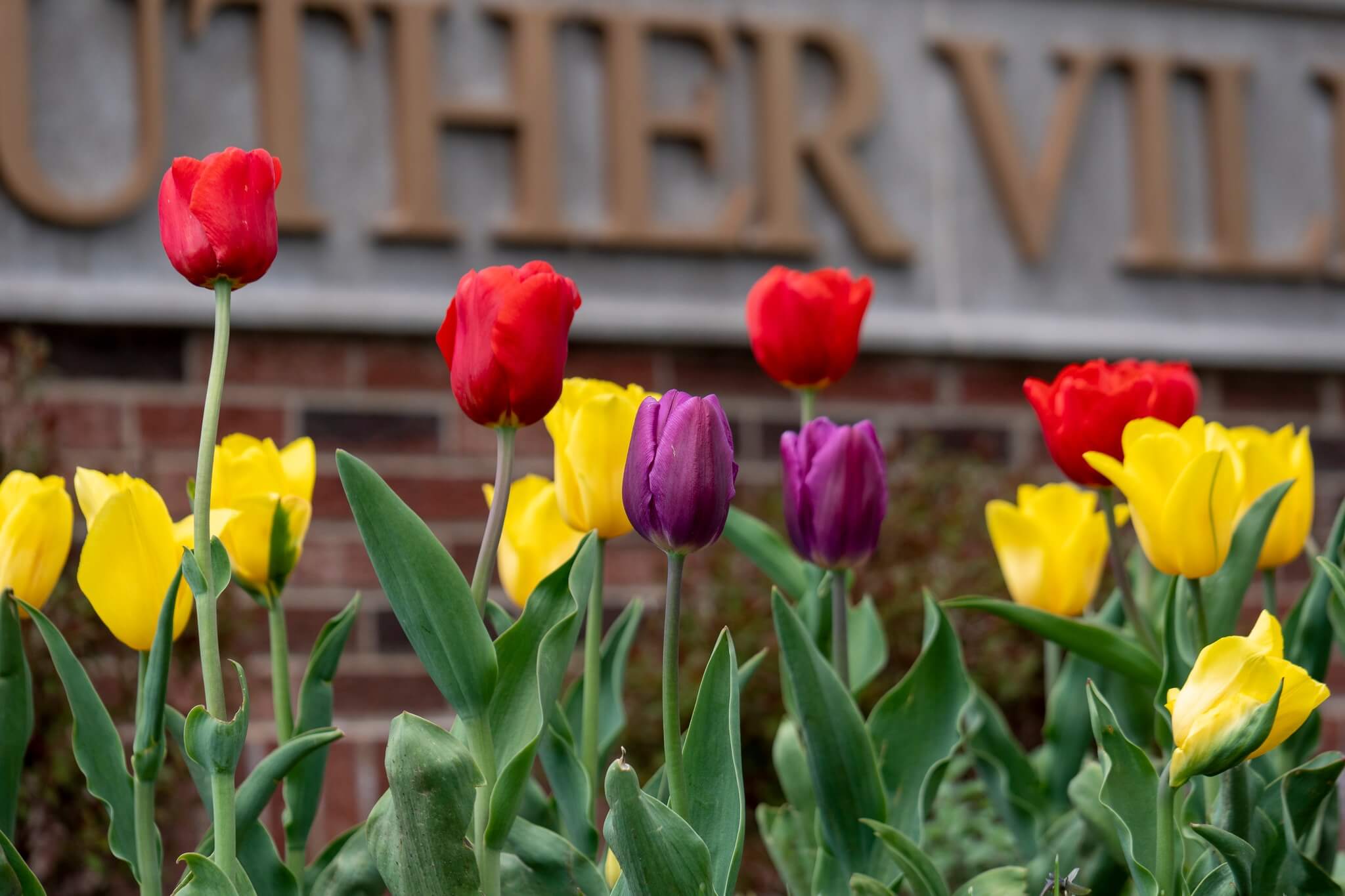 tulips in front of the entrance signs