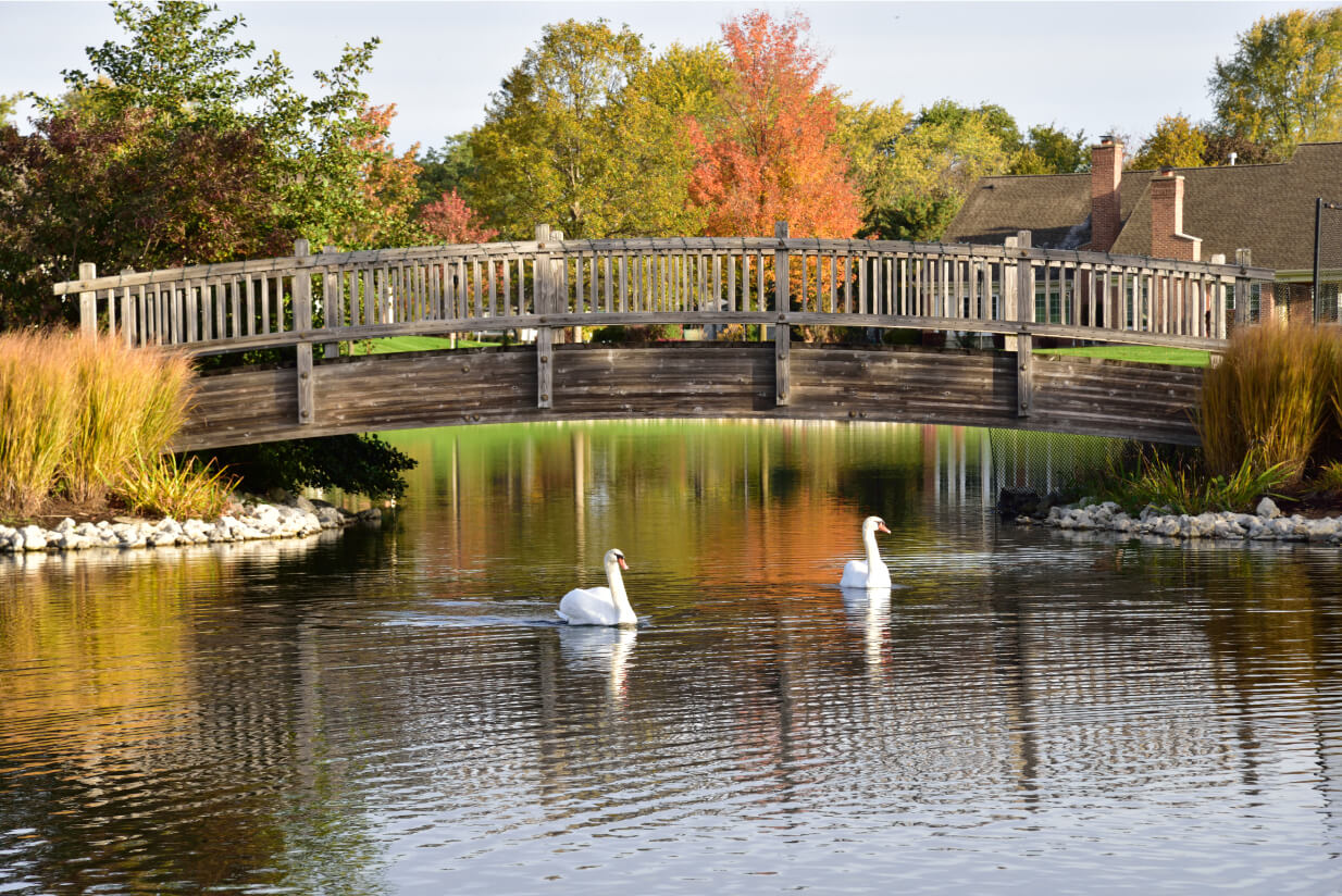bridge during the fall with swans swimming in the lake