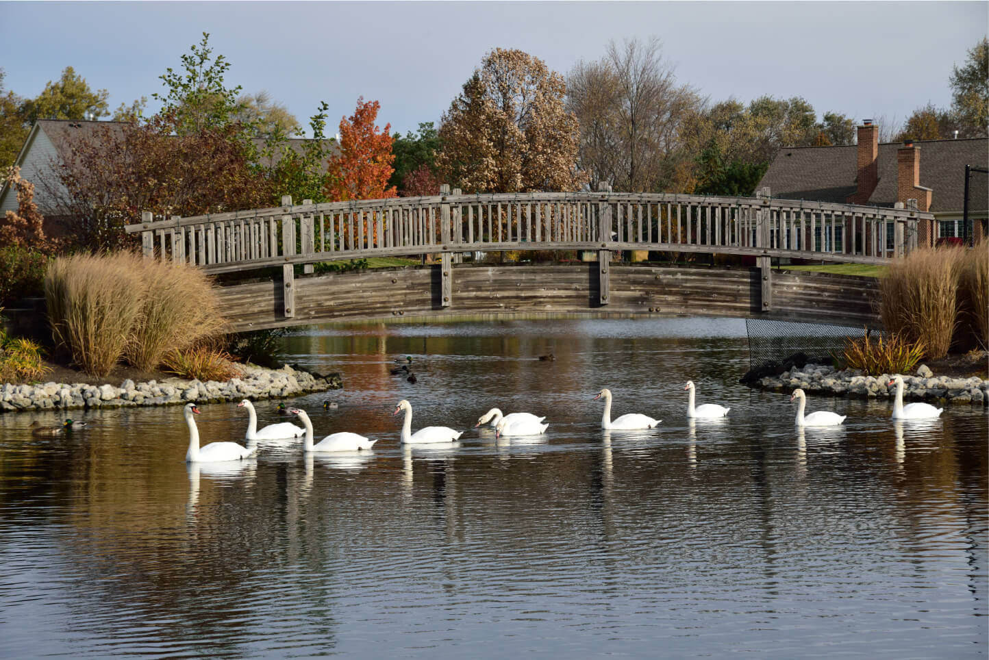 bridge at Luther Village with swans swimming
