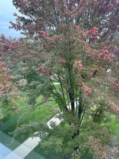 view from window of a beautiful tree